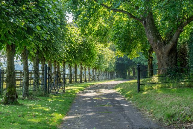 Rear Driveway
