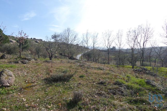 Cortiçô Da Serra, Vide Entre Vinhas E Salgueirais, Celorico Da Beira ...