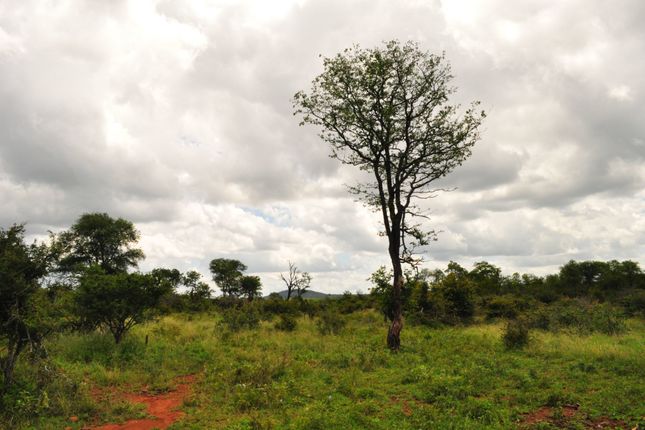 Farm for sale in 1 Buffalo Ranch, 1 Selati Nature Reserve, Selati Game Reserve, Hoedspruit, Limpopo Province, South Africa