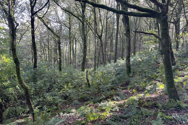 Berry Wood, Barnstaple photo 2