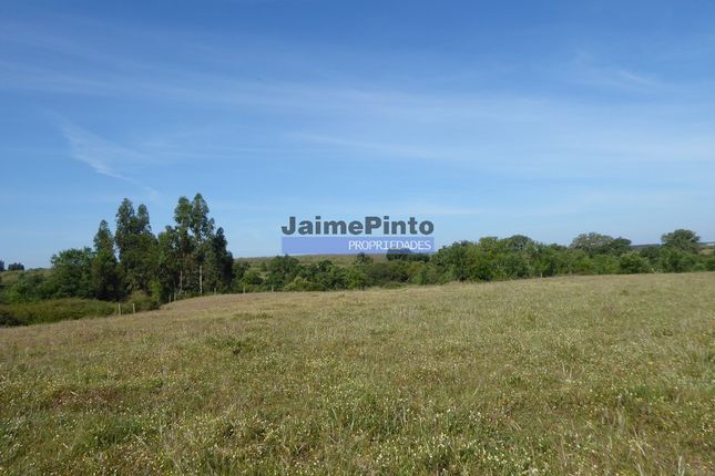 Farm for sale in 640.000m2 Of Cultivated Land, 60.000m2 Of Which Are Irrigated, São Salvador E Santa Maria, Odemira, Beja, Alentejo, Portugal