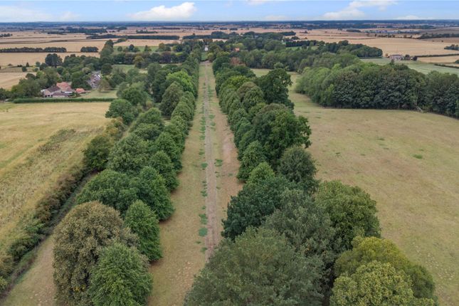 The Avenue