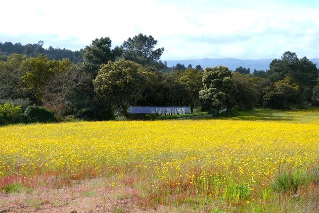 Farm for sale in Farm 38.000m2, With 400 Olive Trees, Stone House, Lajeosa Do Mondego, Celorico Da Beira, Guarda, Central Portugal