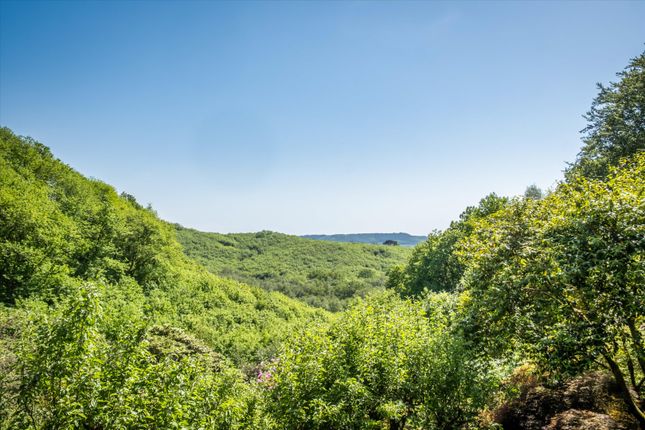 Marley Common, Haslemere photo 2