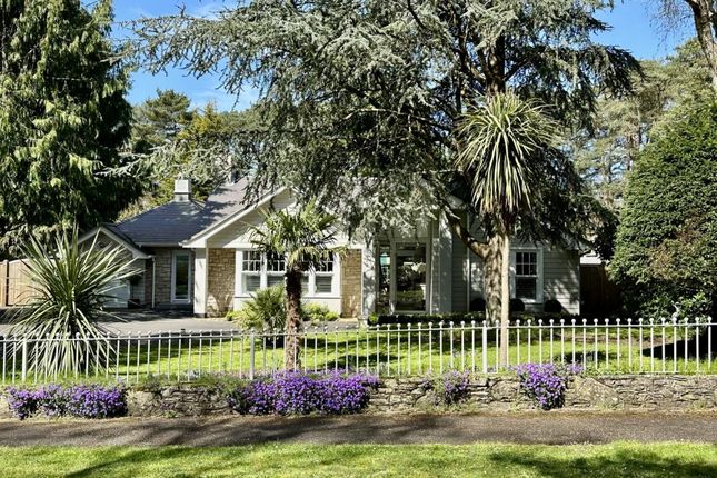 Thumbnail Detached bungalow for sale in St Ives Park, Ashley Heath