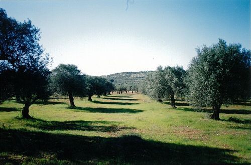 Thumbnail Land for sale in Serpa, Portugal