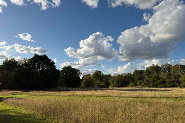 Meadow