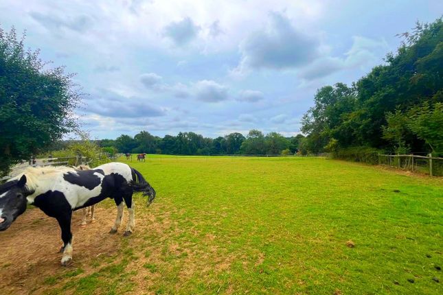 Manor Farm Stud,, Frant, Tunbridge Wells photo 4