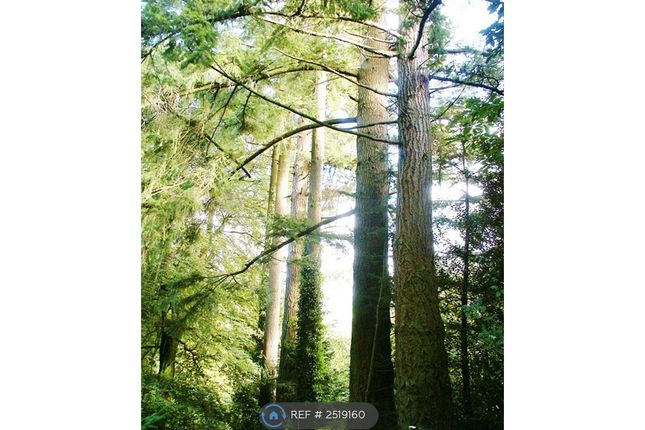 Huge Douglas Fir Trees