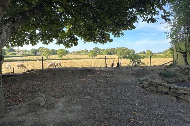 Chicken &amp; Duck Run With Field View