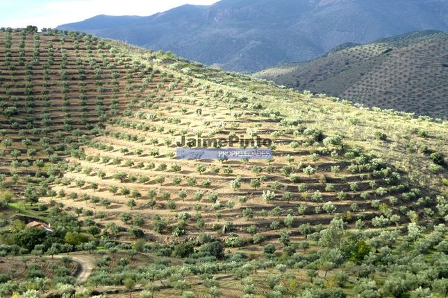 Thumbnail Land for sale in 121.000m2 Olival, Amendoal, Small House, Escalhão, Figueira De Castelo Rodrigo, Guarda, Central Portugal