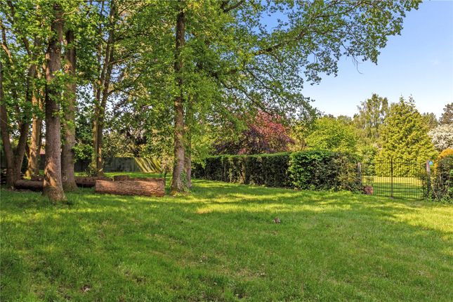 Wooded Area