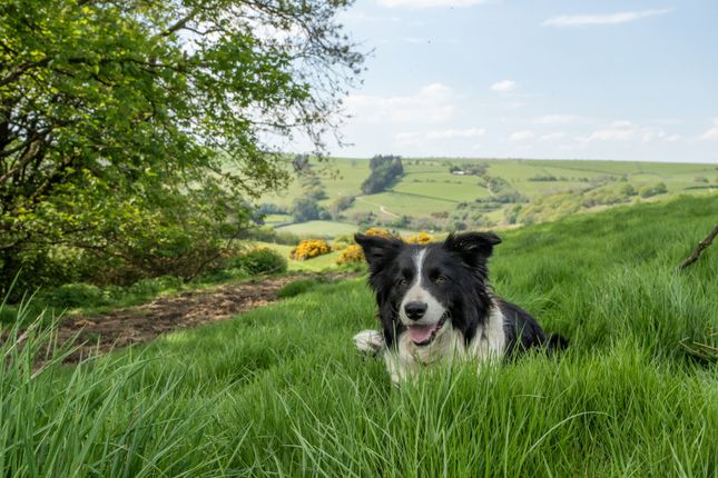 Highly Desirable Stock Farm In The Teme Valley