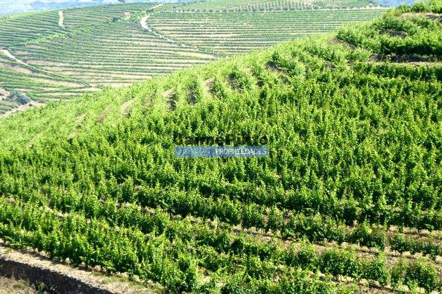 Thumbnail Farm for sale in Property Of 14Ha With Vineyard In The Douro, Portugal