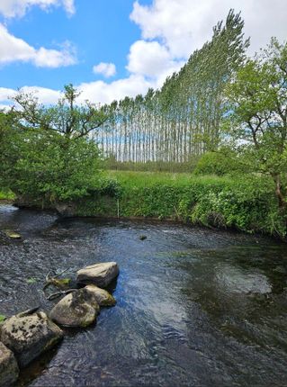 River Taf &amp; Poplars