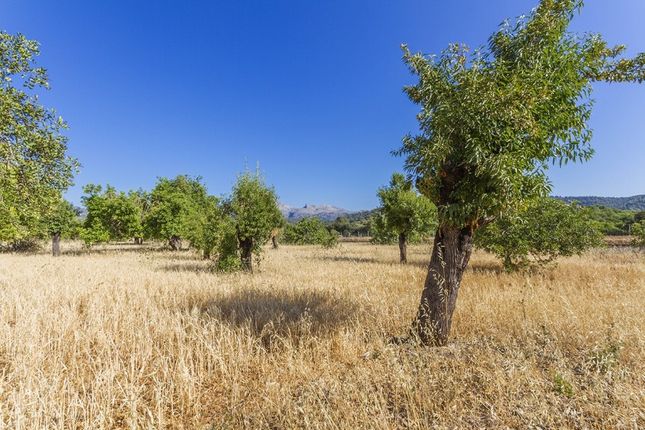 Land for sale in Spain, Mallorca, Campanet