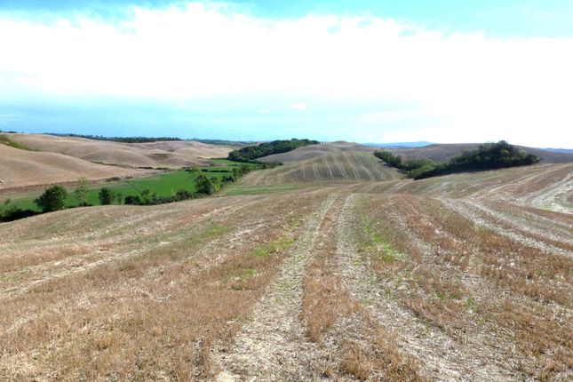 Thumbnail Land for sale in Castelnuovo Berardenga, Castelnuovo Berardenga, Toscana