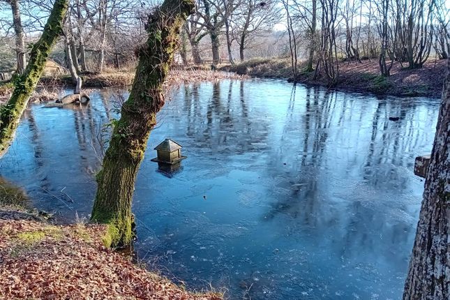 Pond