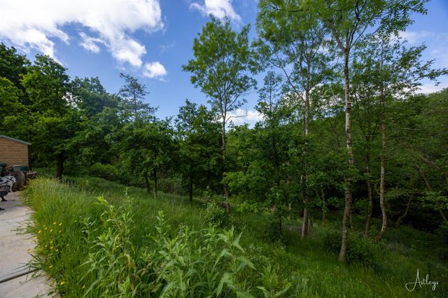 Woodland Down To River