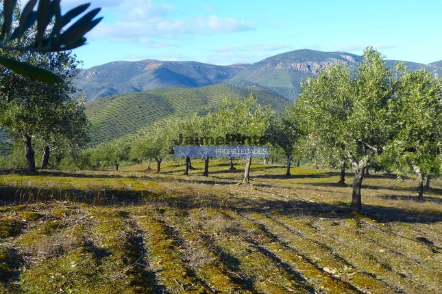 Thumbnail Farm for sale in Property 130Ha With Olive Trees, Vineyard, Forest, Figueira De Castelo Rodrigo (Parish), Figueira De Castelo Rodrigo, Guarda, Central Portugal