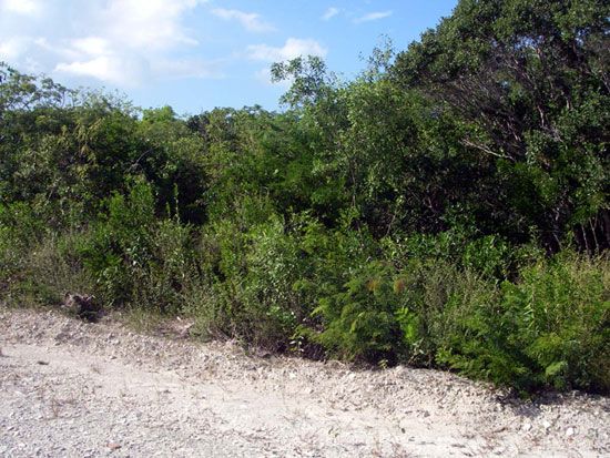 Land for sale in Stocking Island Beach, The Bahamas