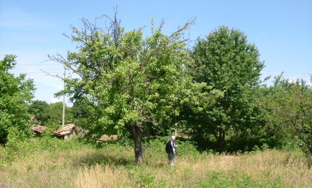 Detached house for sale in Bdintsi 2, Bdintsi, Bulgaria