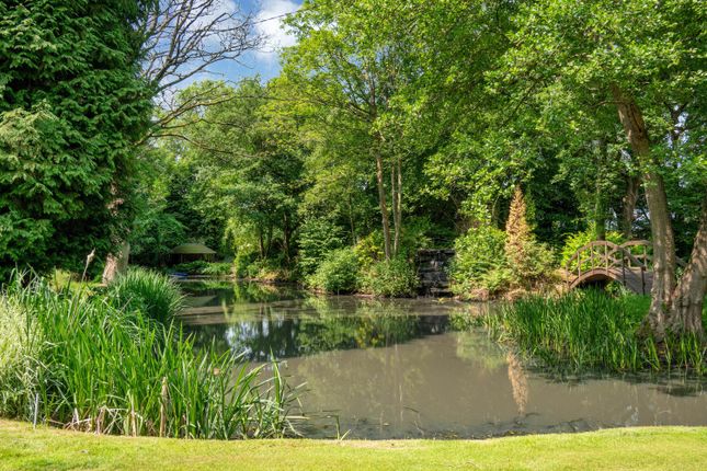 Pond