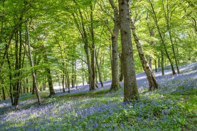 Woodland