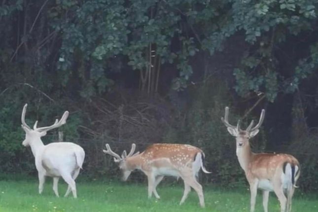49, Creebridge Caravan Park, Minningaff, Dumfries And Galloway photo 2