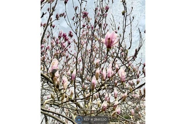 Milford Gardens, Chandlers Ford, Eastleigh photo 5