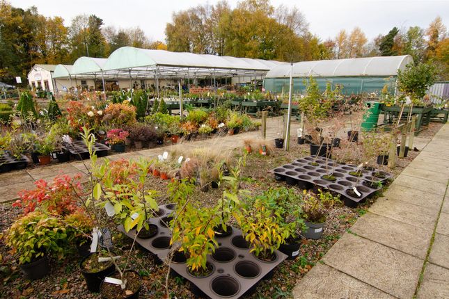 Thumbnail Retail premises for sale in Garden Centre &amp; Horticulture BT47, Northern Ireland
