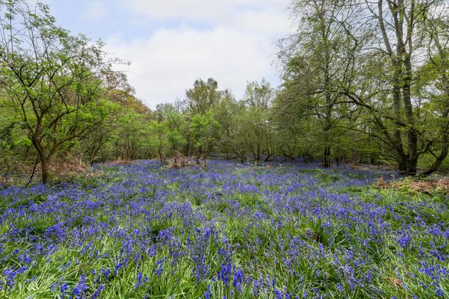 Starvecrow Lane, Peasmarsh, Rye, East Sussex TN31, land for sale ...