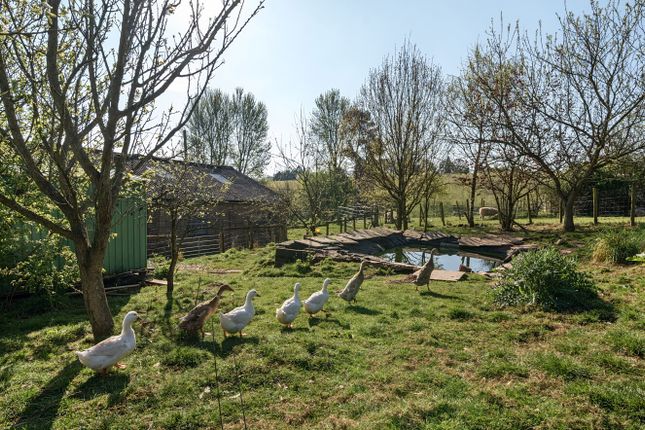 Pond Area