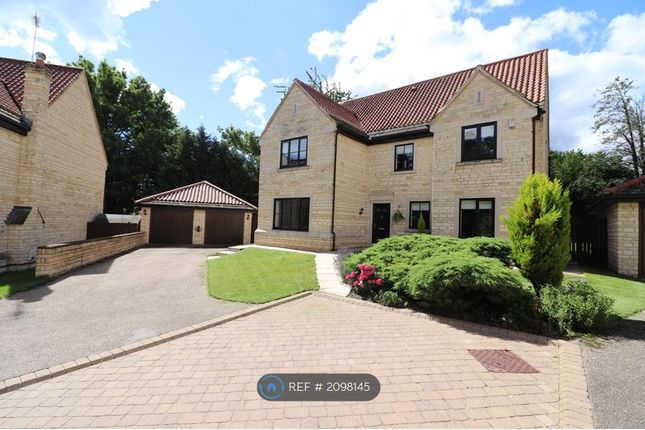 Thumbnail Detached house to rent in Dalton Walk, Burghwallis, Doncaster