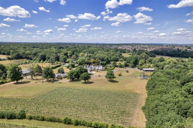 Vineyard