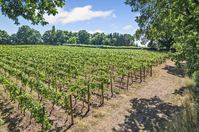 Astley Vineyard,, Astley, Worcestershire photo 3