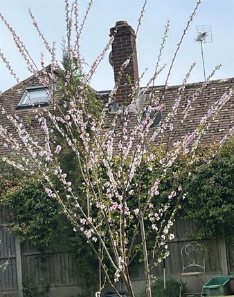 Cherry Blossom.Jpg