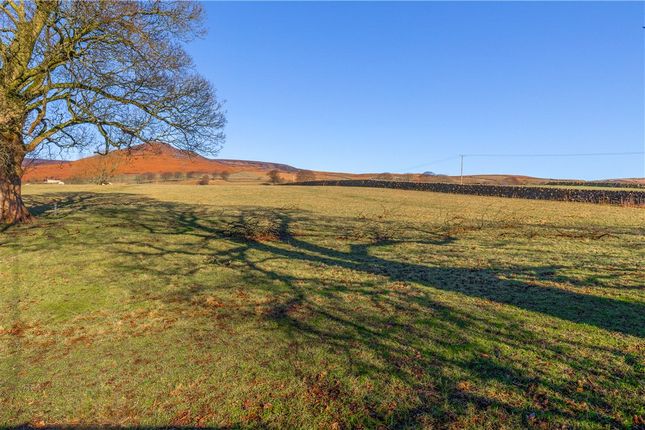 Open Fields