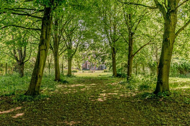 Avenue Of Trees
