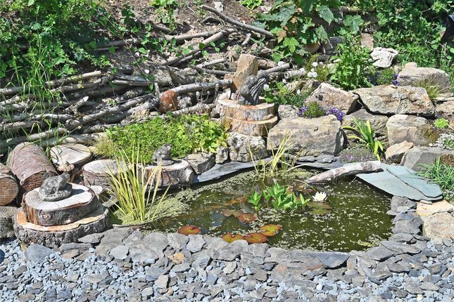 Pond
