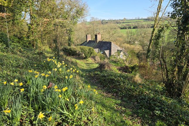 Mandarin Cottage, Lifton photo 3