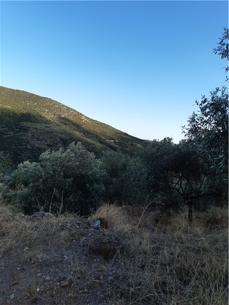 Land for sale in Agios Ioannis Theologos, Lakonia, Peloponnese, Greece