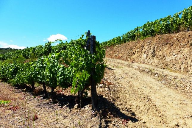 Land for sale in Wine Producing Agricultural Land In Douro, Vila Real, Norte, Portugal