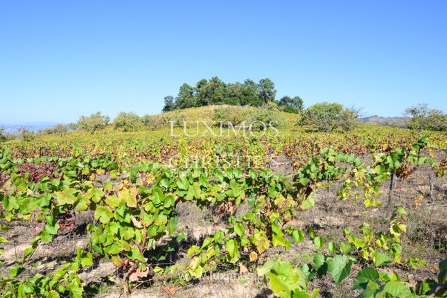 Farm for sale in Lamego (Almacave E Sé), 5100 Lamego, Portugal