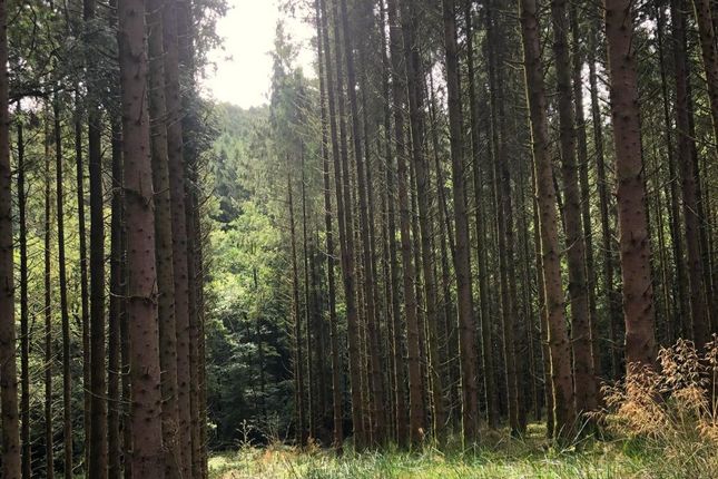 Loxbeare Wood, Road From Quoit-At-Cross To Hatherland Cross, Tiverton photo 4