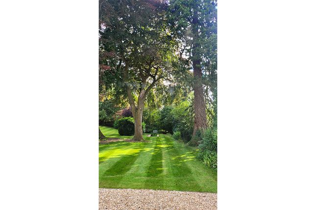 Anyone For Croquet?