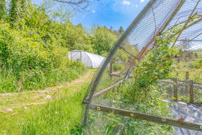 Polytunnel And Fruit Cage