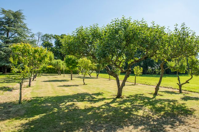 Orchard