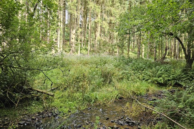 Heathcote Wood, Road From Quoit-At-Cross To Hatherland Cross, Tiverton photo 3