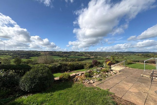 Heathstock, Honiton photo 3
